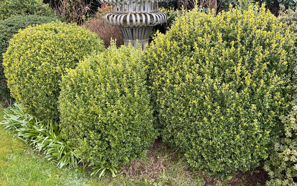 ruime keuze aan mooi onderhouden buxusplanten, Ophalen, Buxus, Haag, 100 tot 250 cm