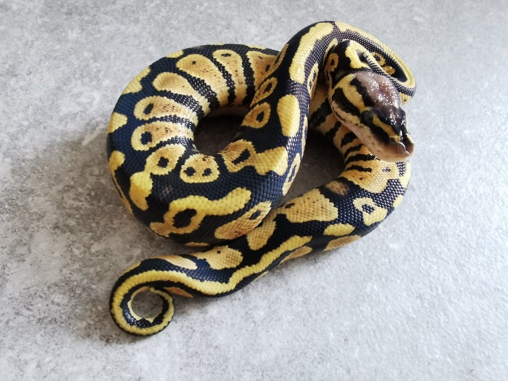 koningspython; python regius; 0.1; Pastel (het Clown), Dieren en Toebehoren, Slang, Tam, 0 tot 2 jaar