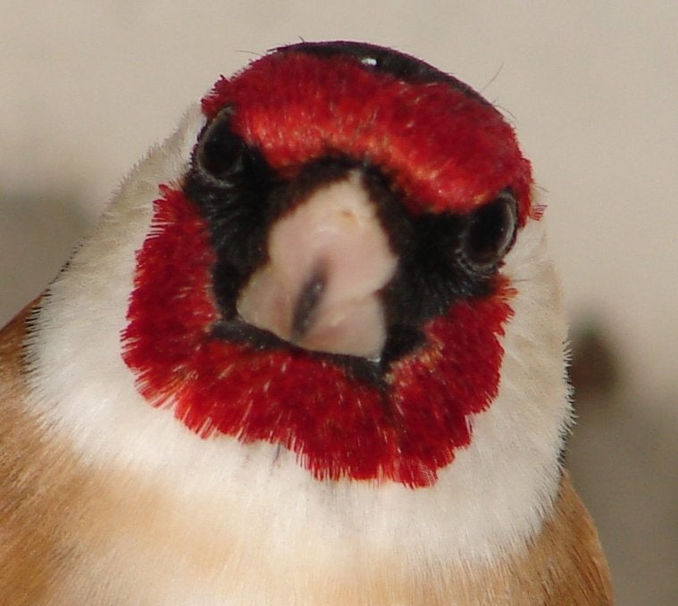 Europese vogels huisvesten met Avicultuur-LED producten, Oiseau chanteur sauvage, Bagué
