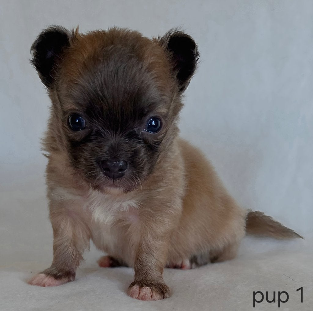 Chihuahua pup (reutje), Parvo, België, Particulier, Reu