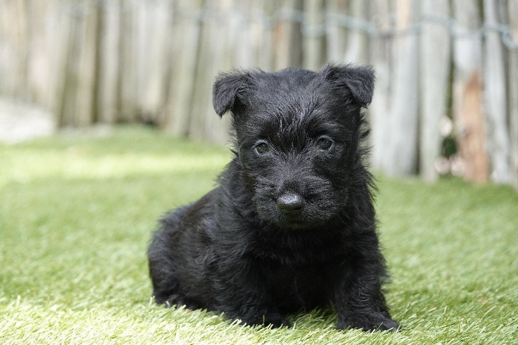 Magnifiques chiot Scottish Terrier (Scottish Terrier), Animaux & Accessoires, Maladie de Carré (chiens), Belgique, Un chien, Chienne
