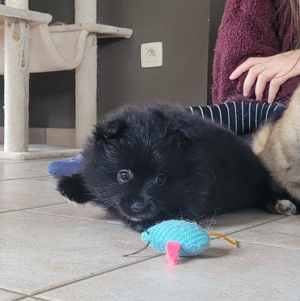 Loulou/Spitz Allemand, Animaux & Accessoires, Chiens | Huskys, Loulous & Types primitifs, Particulier, Loulou, 8 à 15 semaines