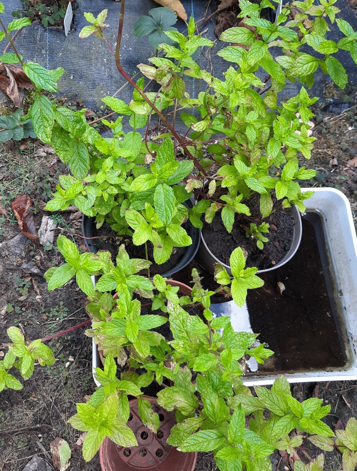 muntplantjes, Tuin en Terras, Planten | Tuinplanten, Volle zon, Vaste plant, Zomer, Ophalen