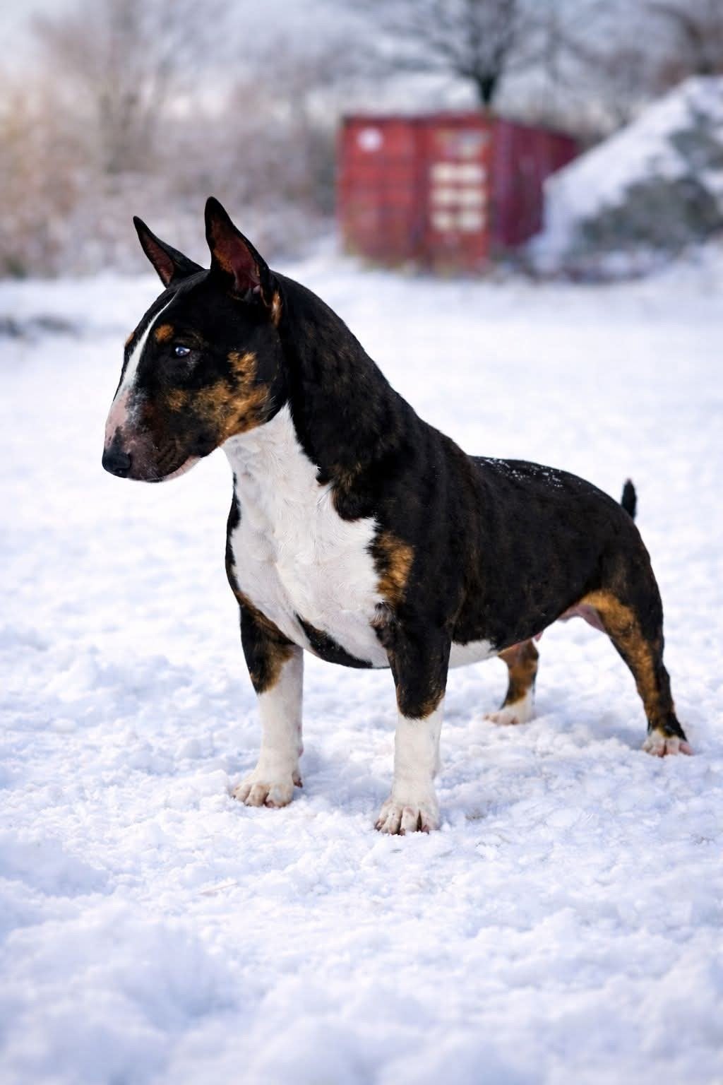 Mini bull terrier (teefje), 1 à 2 ans, Hépatite contagieuse (maladie de Rubarth), Chienne, Belgique