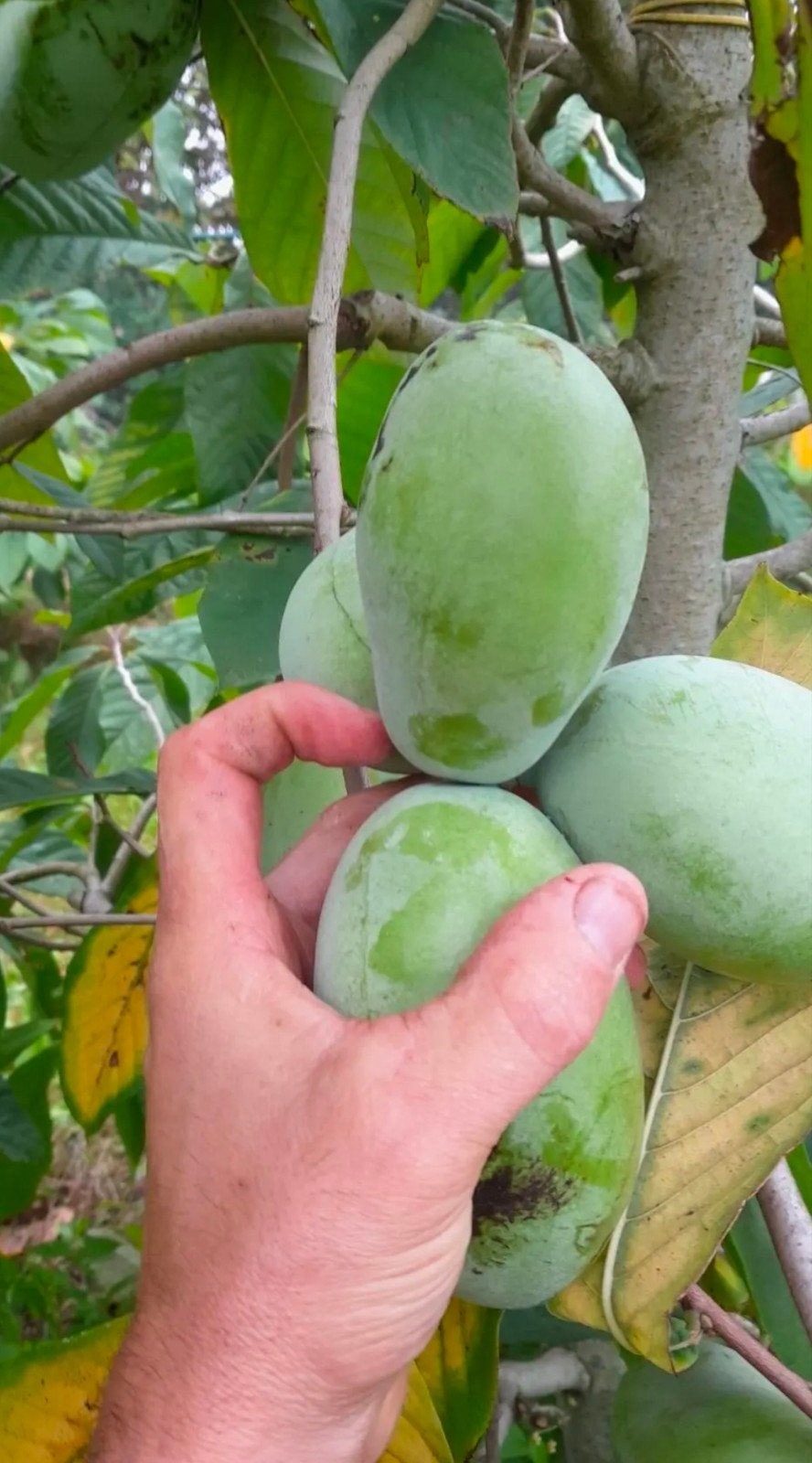 gezocht asimina triloba pawpaw zaad of plant, Ophalen of Verzenden, Zaad