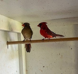 Koppel rode kardinalen 2025, Dieren en Toebehoren, Meerdere dieren, Wildzangvogel, Geringd