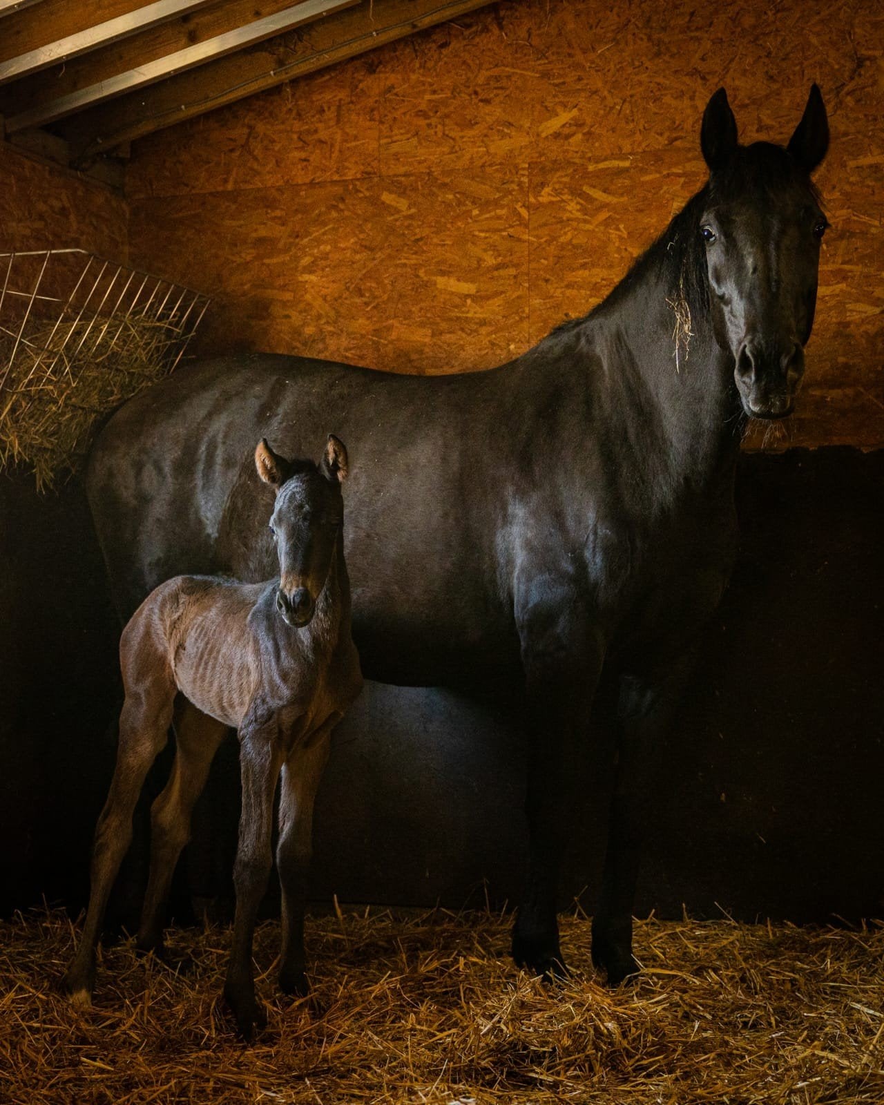Fokmerrie dressuur, Dieren en Toebehoren, Paarden, Merrie, 165 tot 170 cm, 11 jaar of ouder, Dressuurpaard, Met stamboom