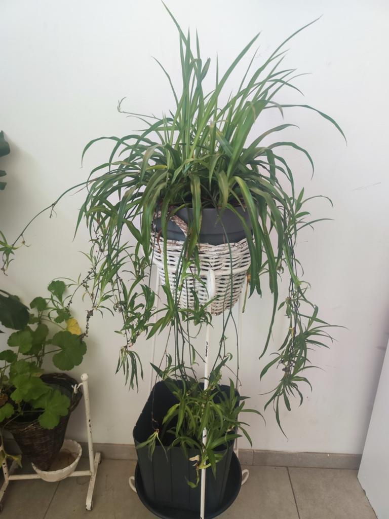 Graslelie met planten standaard, Ophalen