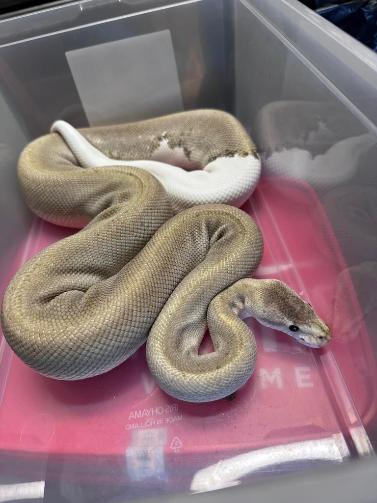 Collectie ballpythons, Dieren en Toebehoren