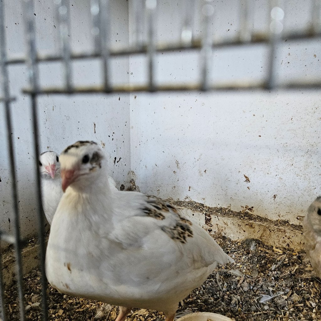 japanse kwartels te koop, Dieren en Toebehoren, Pluimvee, Vrouwelijk, Overige soorten