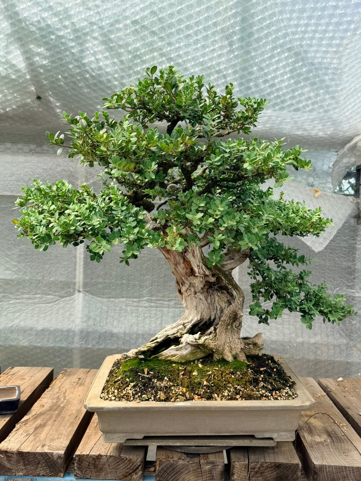 Bonsai Buxus, En pot, Autres espèces, Enlèvement, Ombre partielle