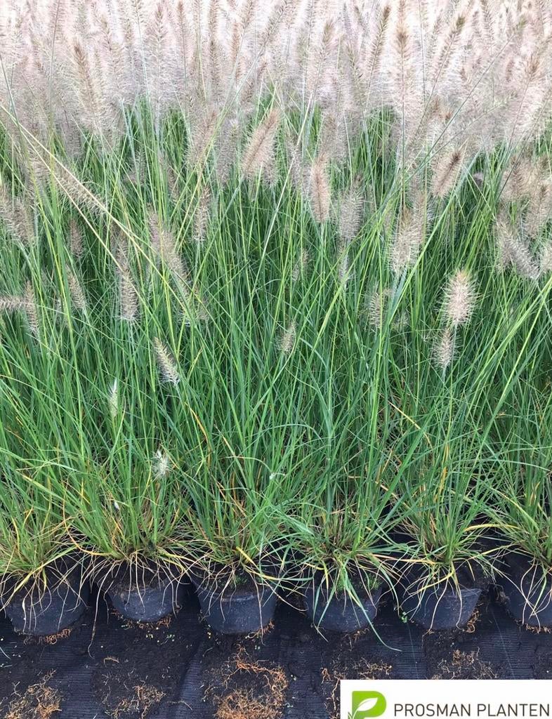 Pennisetum hamlen lampepoetsersgras | siergrassen, Ophalen of Verzenden, Siergrassen