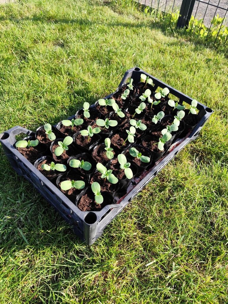 Plant de tournesol ramifié, Enlèvement