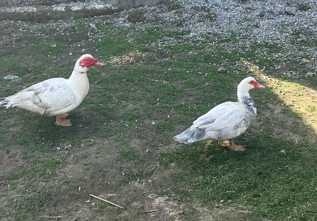 Mooi koppel barberie eenden, Dieren en Toebehoren, Pluimvee