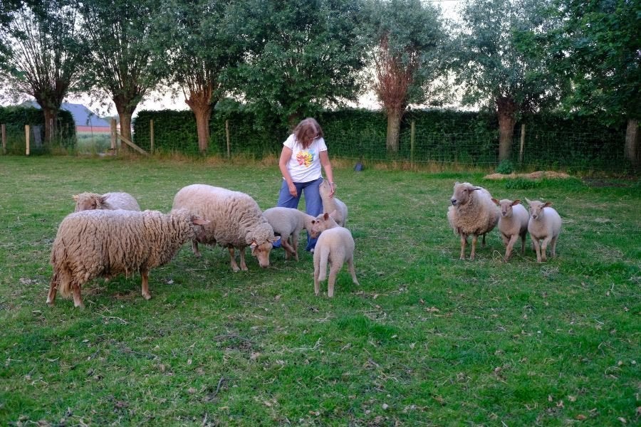 Schapen, lammetjes, 2 ooilammetjes te koop, Animaux & Accessoires, Moutons, Chèvres & Cochons, Femelle, Mouton, 0 à 2 ans