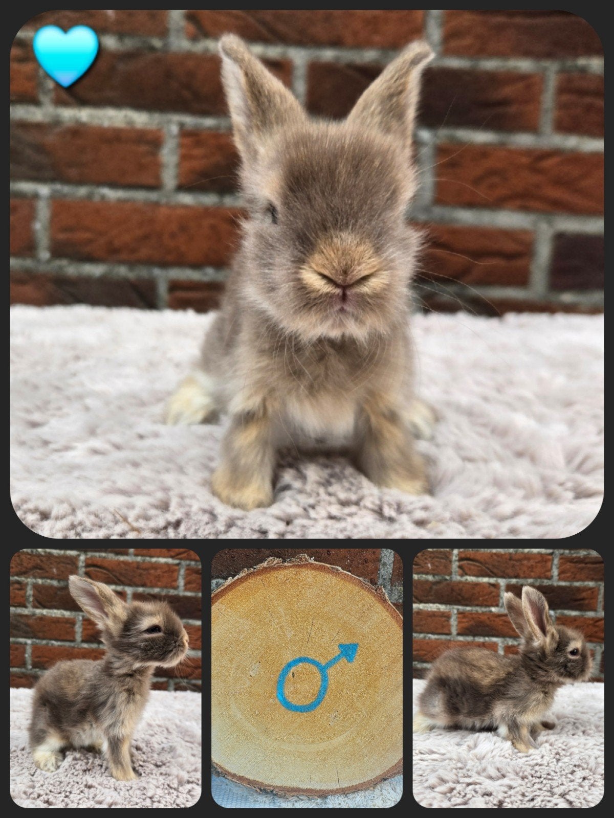 Engelse Angora, Dieren en Toebehoren