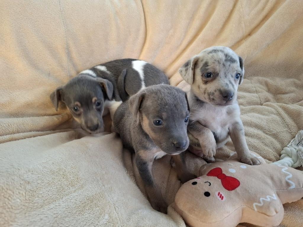 Blauw Grijze Jack Russel pups, Dieren en Toebehoren, België, Jack Russell Terriër, 8 tot 15 weken, Meerdere