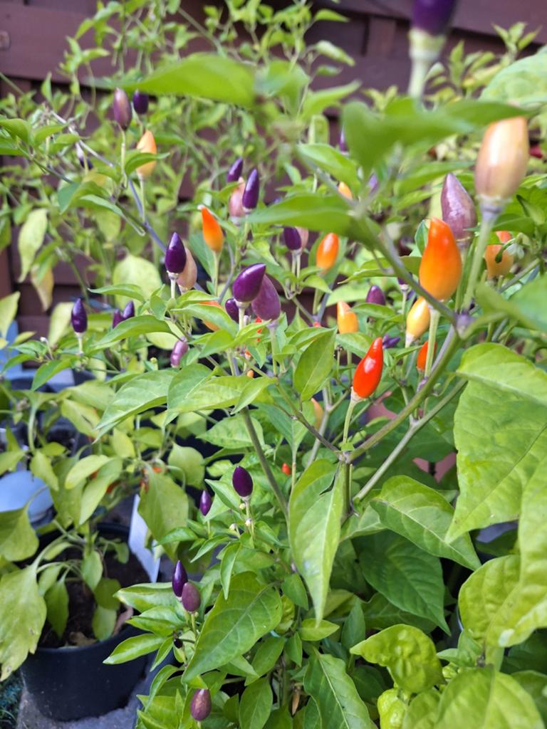 PLANTS DE PIMENTS 100% NATUREL ET BIO, Jardin & Terrasse, Enlèvement, Plein soleil, Été