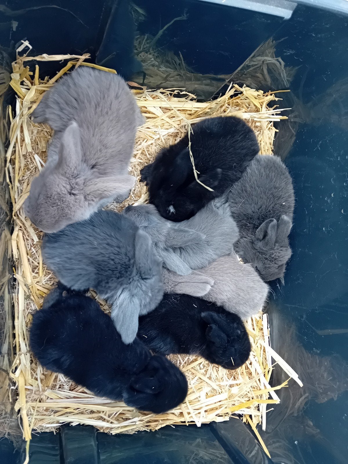 Franse hangoren, Dieren en Toebehoren, Konijnen, Meerdere dieren, Groot, Hangoor, 0 tot 2 jaar