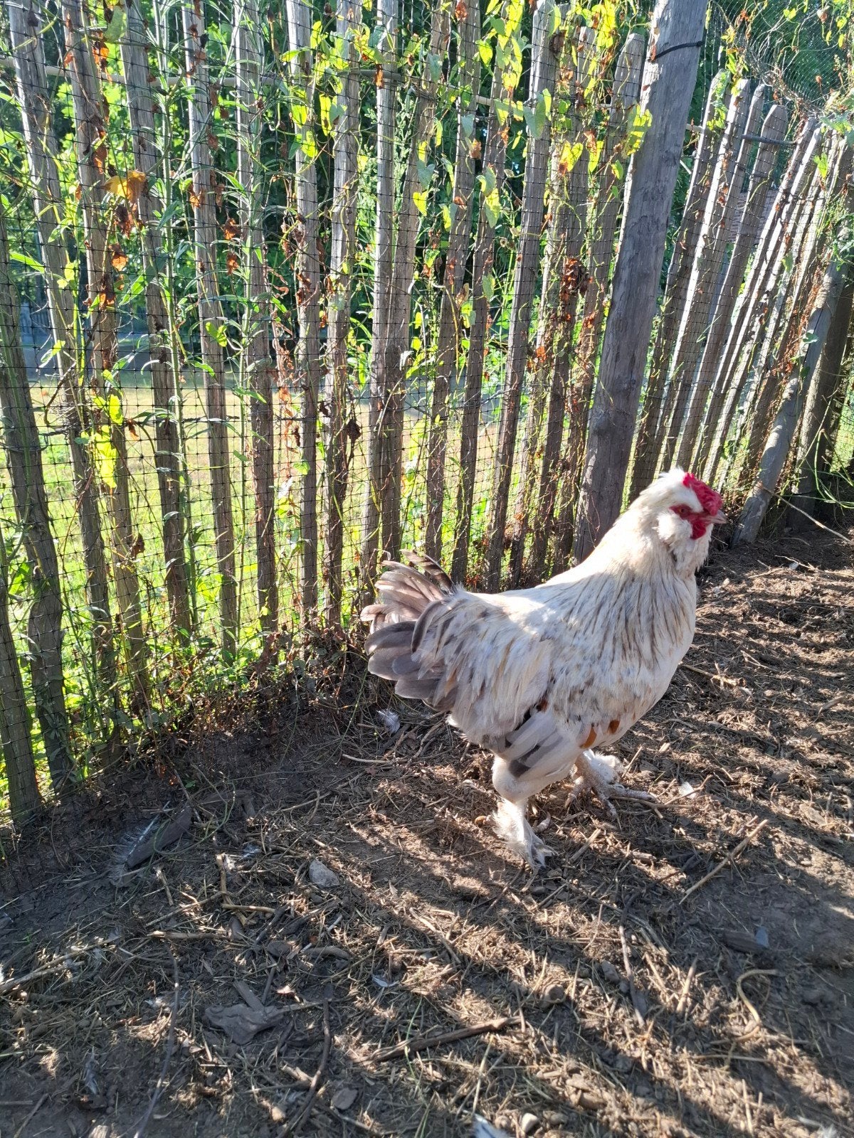 (Gereserveerd) Haan Henk gratis 1 jaar, Dieren en Toebehoren