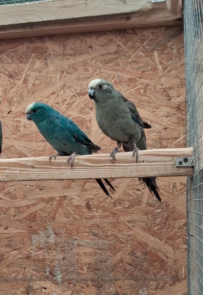Kakariki Koppel Blauw x Grijs, Plusieurs animaux, Perruche, Bagué