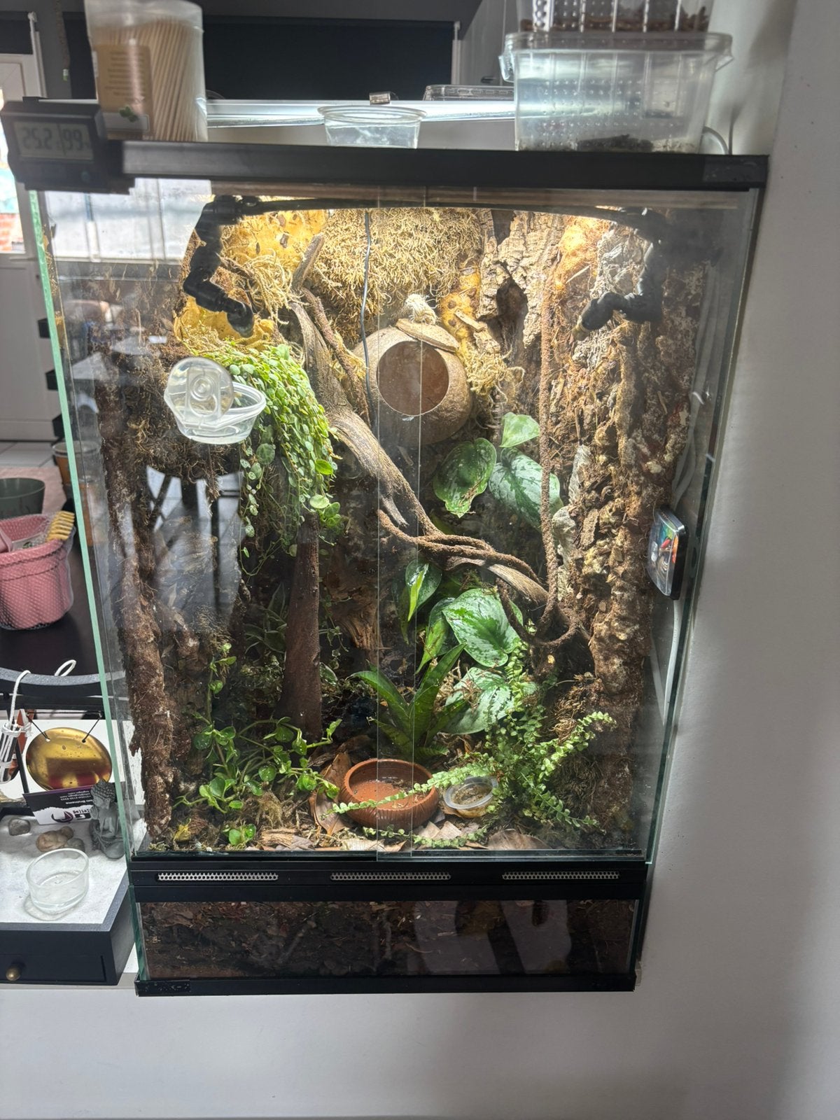 Opzoek naar terrarium hout, Ophalen, Nieuw, Tak, Plant, Rots of Steen