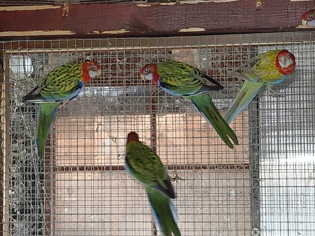Rosella Parkieten, Meerdere dieren, Parkiet, Geringd