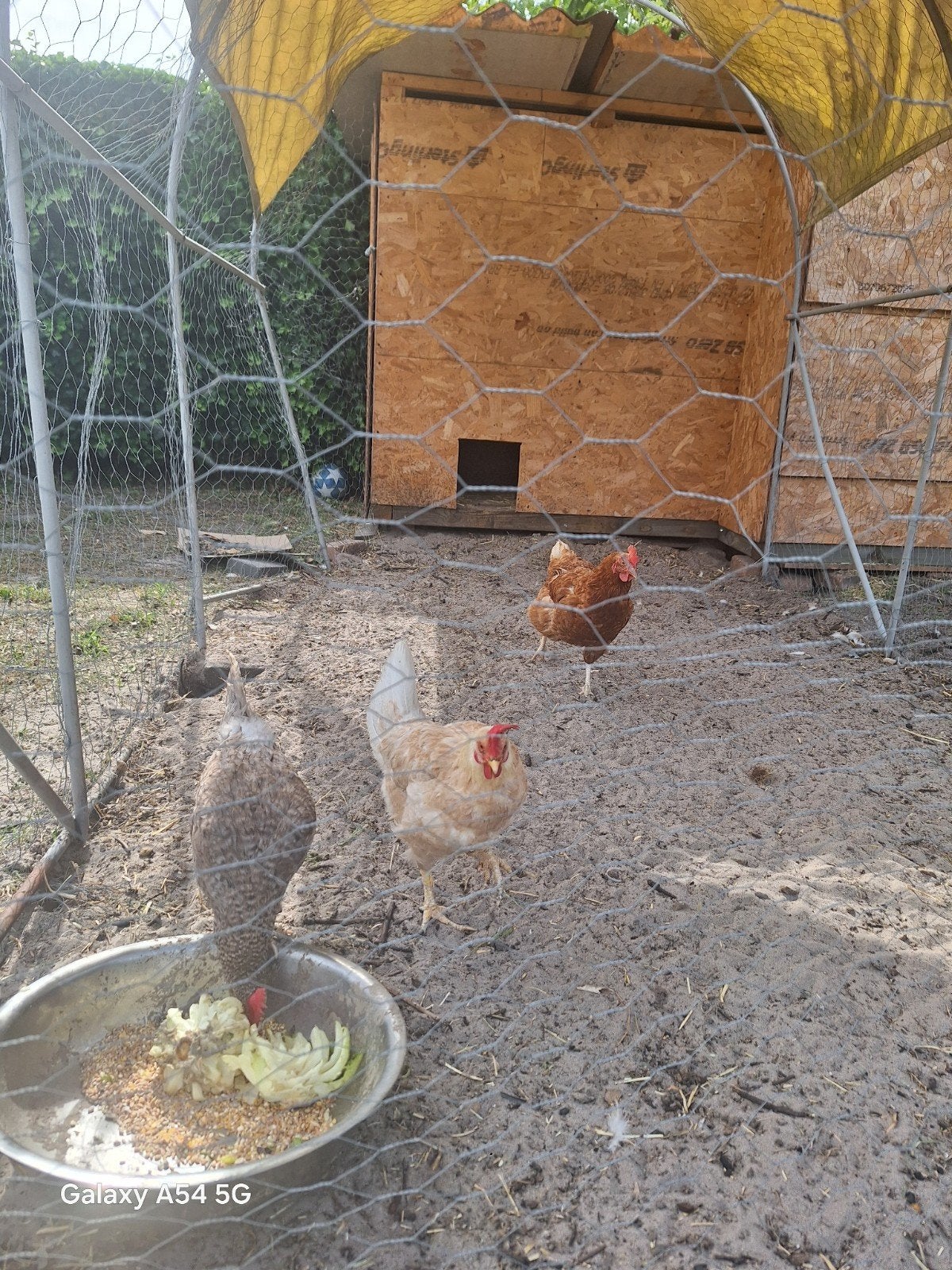 3 leggen kippen  en huisje van kippen€55, Dieren en Toebehoren