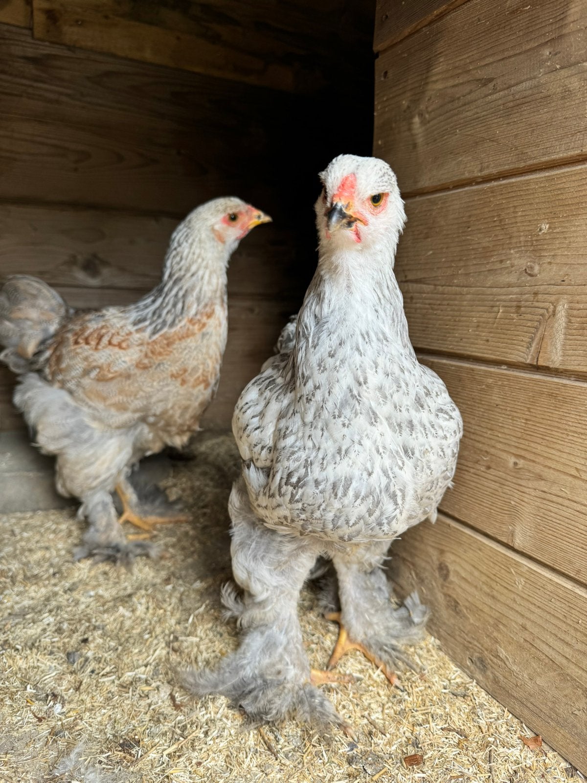 Brahma hen + haantje, Dieren en Toebehoren