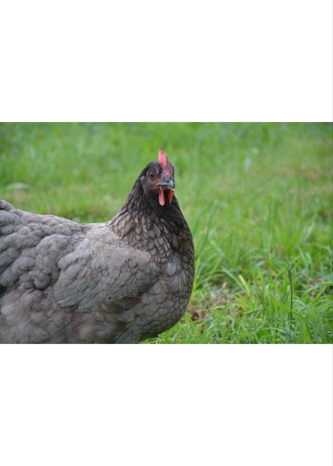 Poule pondeuse  de 1 ans disponible, Enlèvement