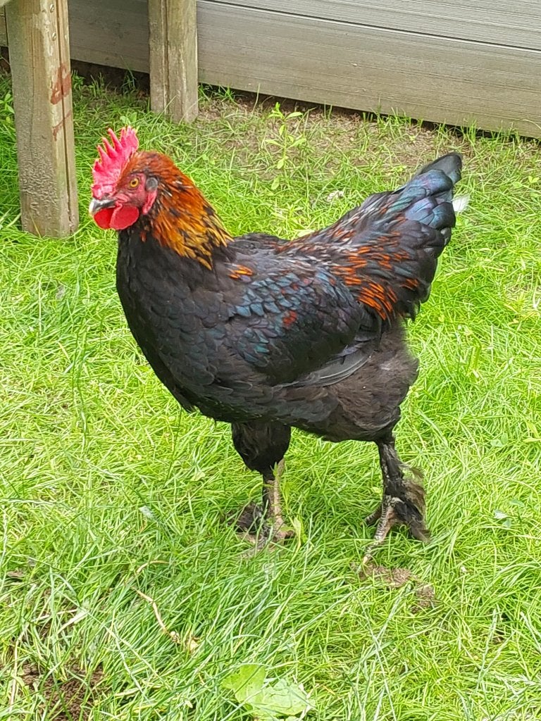 Marans Hen, Mannelijk, Kip