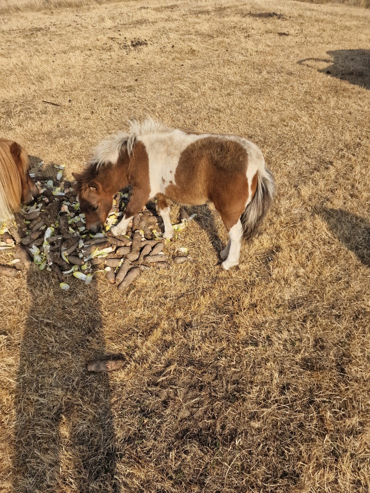 twee lieve miniekes hengst en merrie 4 en 5 maanden, Dieren en Toebehoren, Overige Dieren, Mei