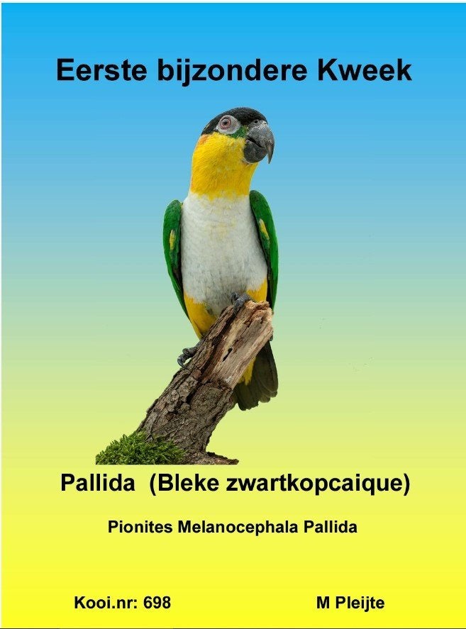 Pallida Caique's, Mâle, Perroquet, Bagué