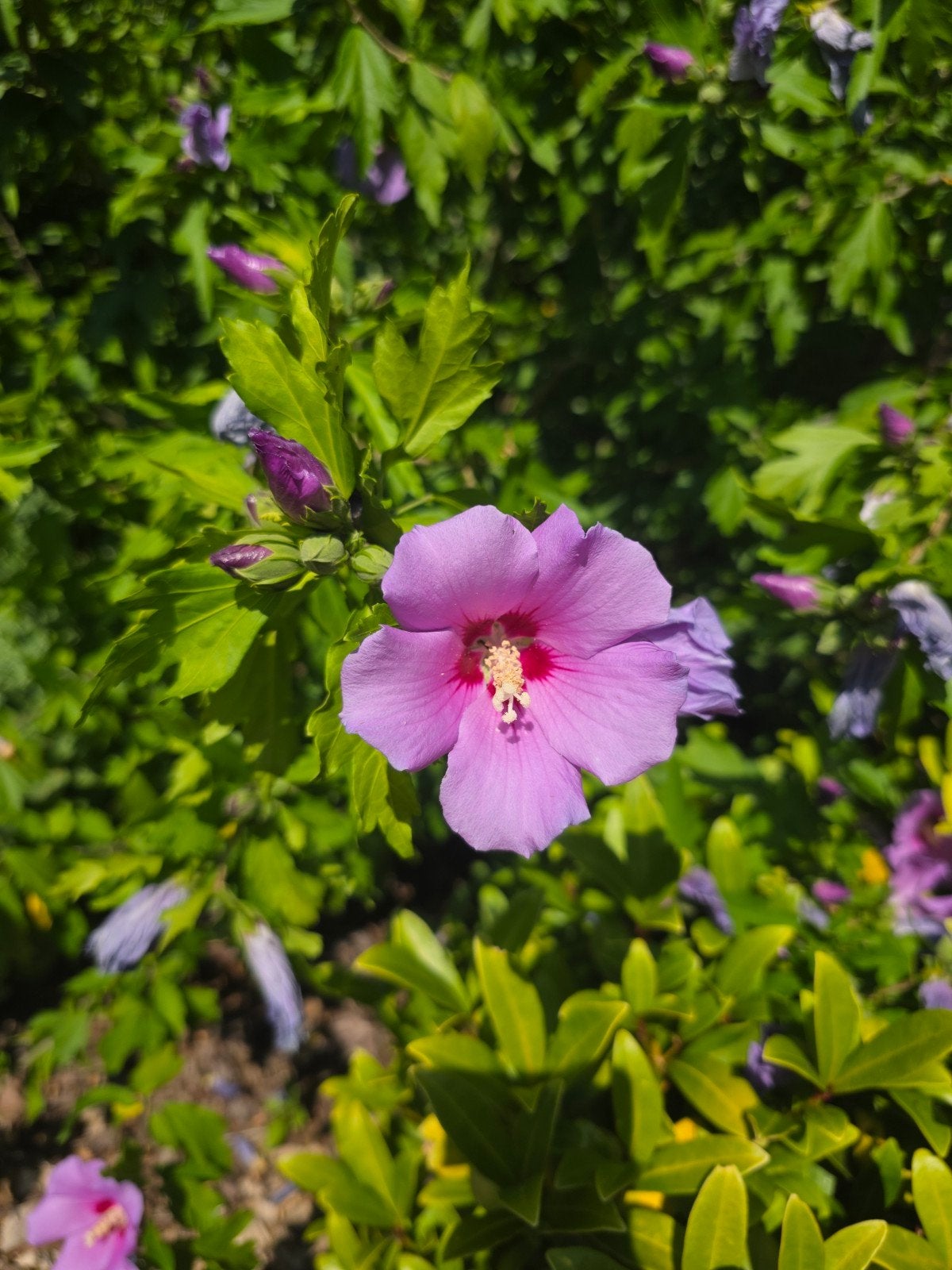 Hibiscus syriacus - tuinhibiscus, Ophalen