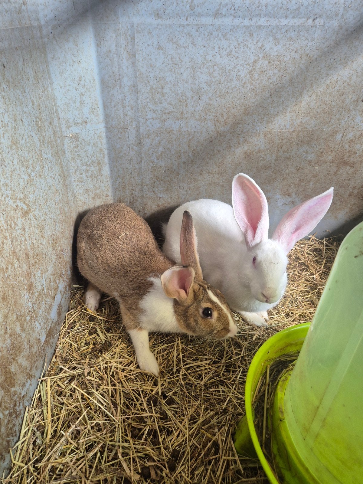 Konijnen te koop, Dieren en Toebehoren, Ophalen