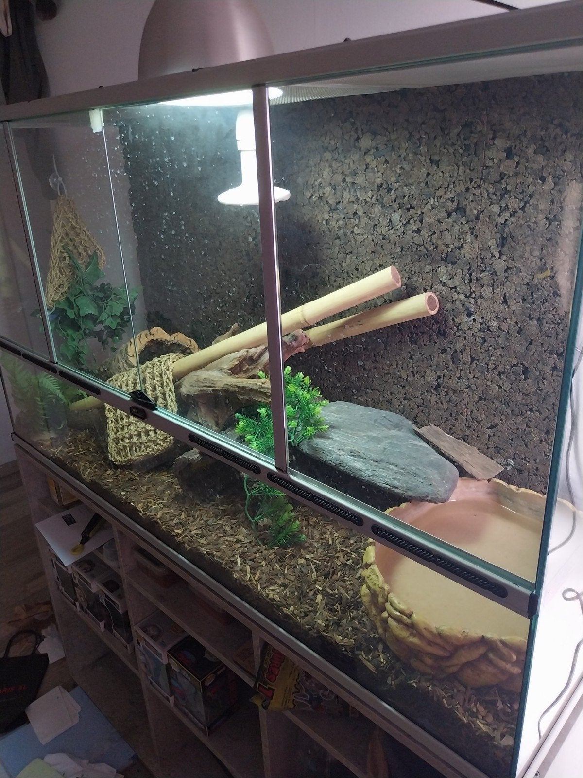 Konings python met terrarium, Animaux & Accessoires, Reptiles & Amphibiens | Accessoires, Enlèvement