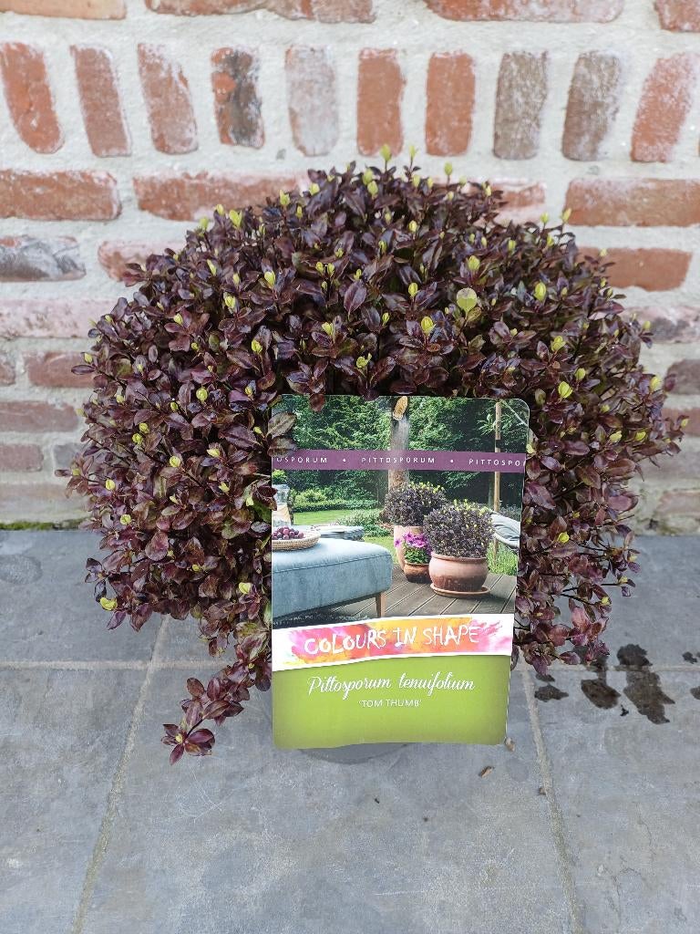 Pittosporum tenuifolium 'Tom Thumb', Ophalen