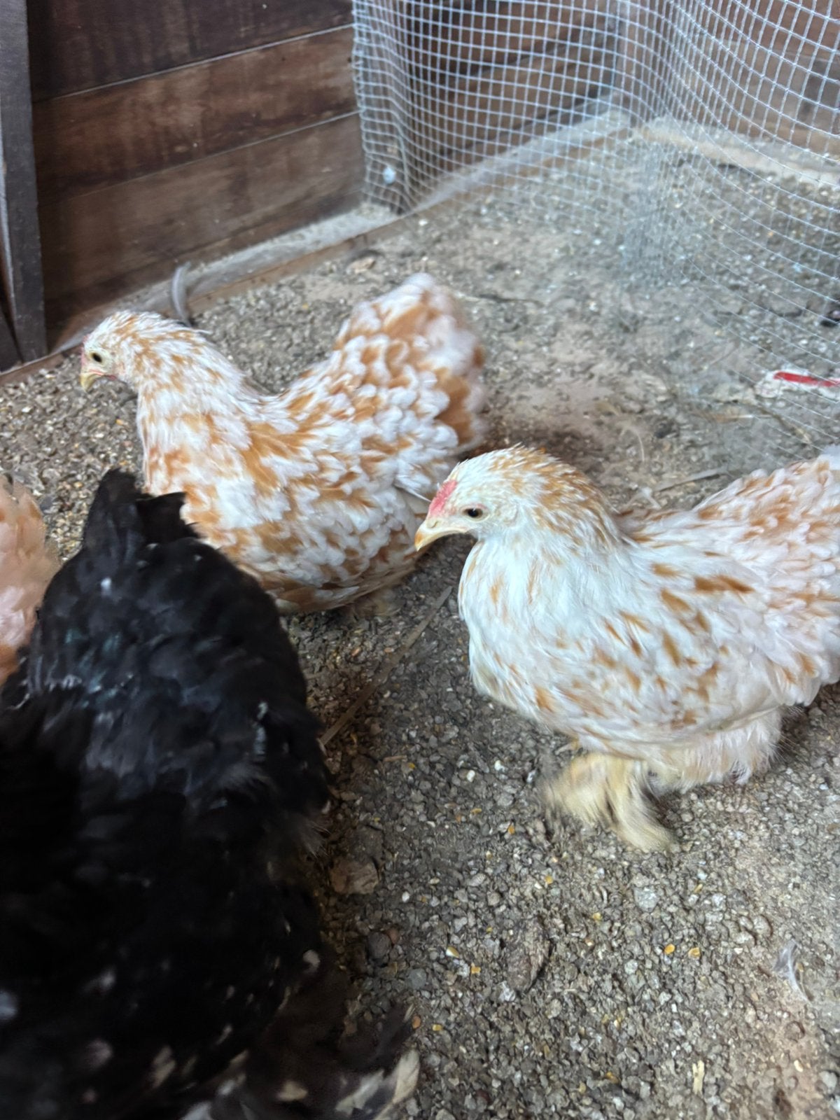 cochin kriel hennetjes en haantjes, Dieren en Toebehoren, Meerdere dieren, Kip