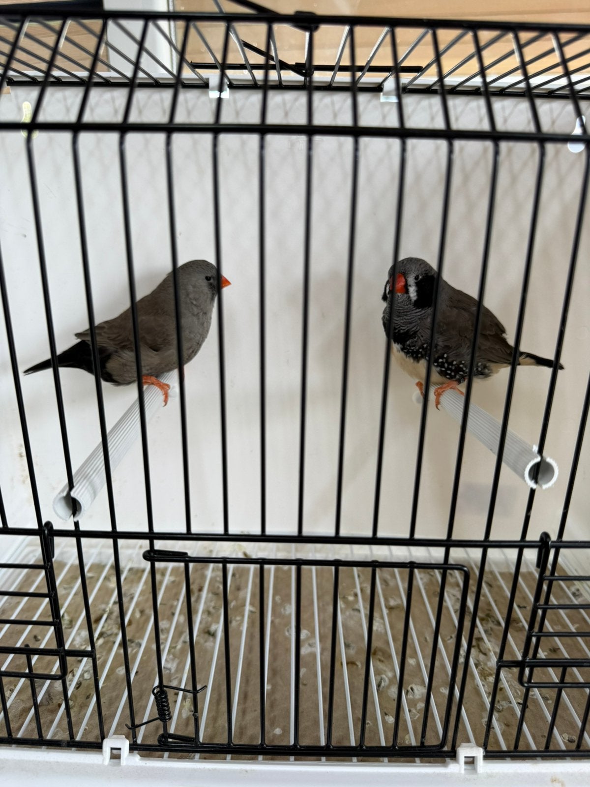 Koppel split Charcoal zww x Charcoal grijs zebravink exoten, Geringd