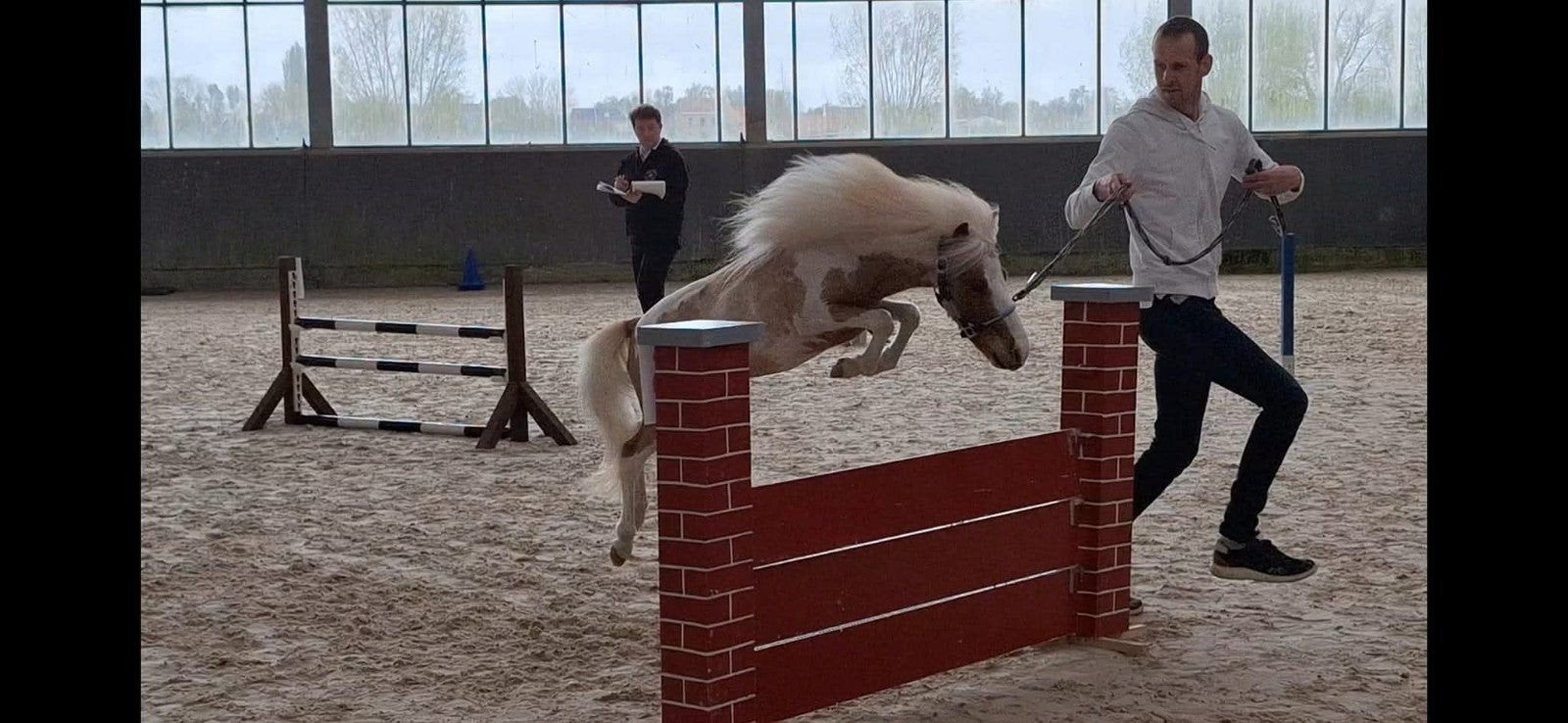 Meerder falabala's, Hengst