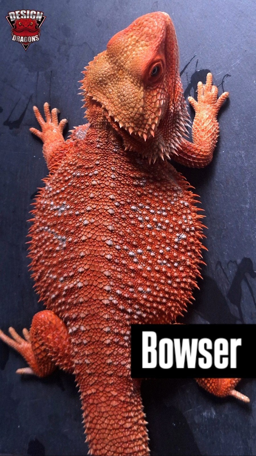 Red Hypo Blue Bar het. Witblits/Trans baardagaam kweekman, Dieren en Toebehoren, Hagedis, Tam, 0 tot 2 jaar