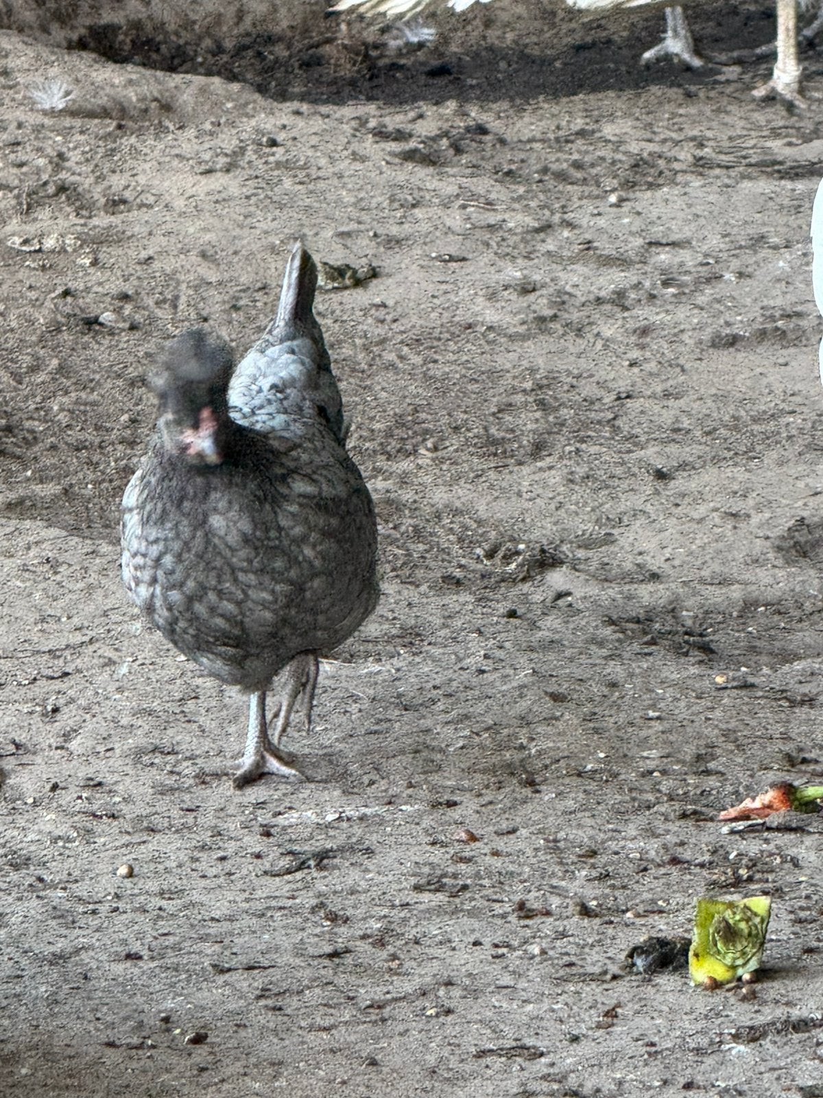 2 kuif kip hennen 1 cochin kriel hen, Dieren en Toebehoren, Ophalen