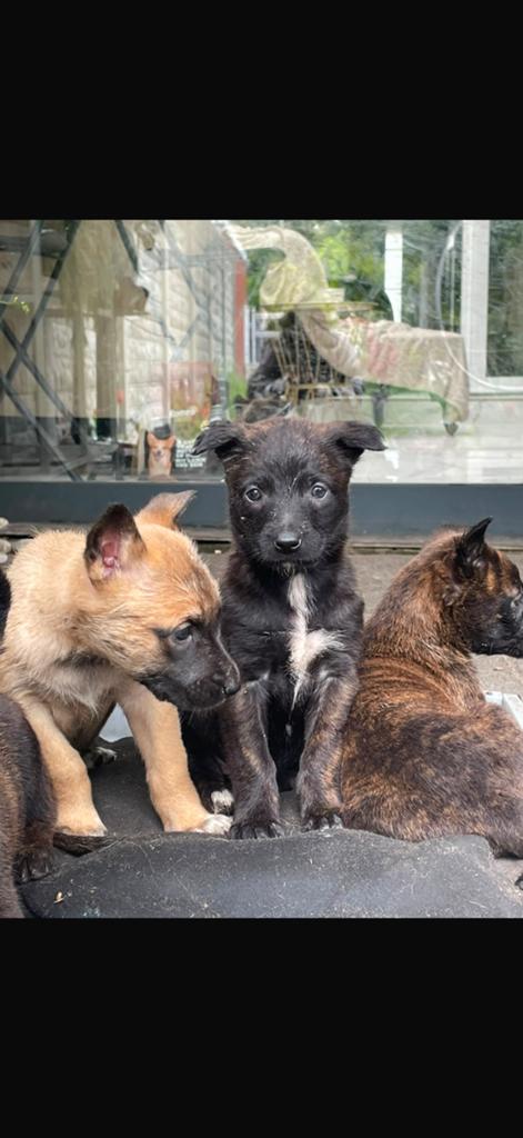 Mechelaars mix met hollandse herder pups, Enlèvement