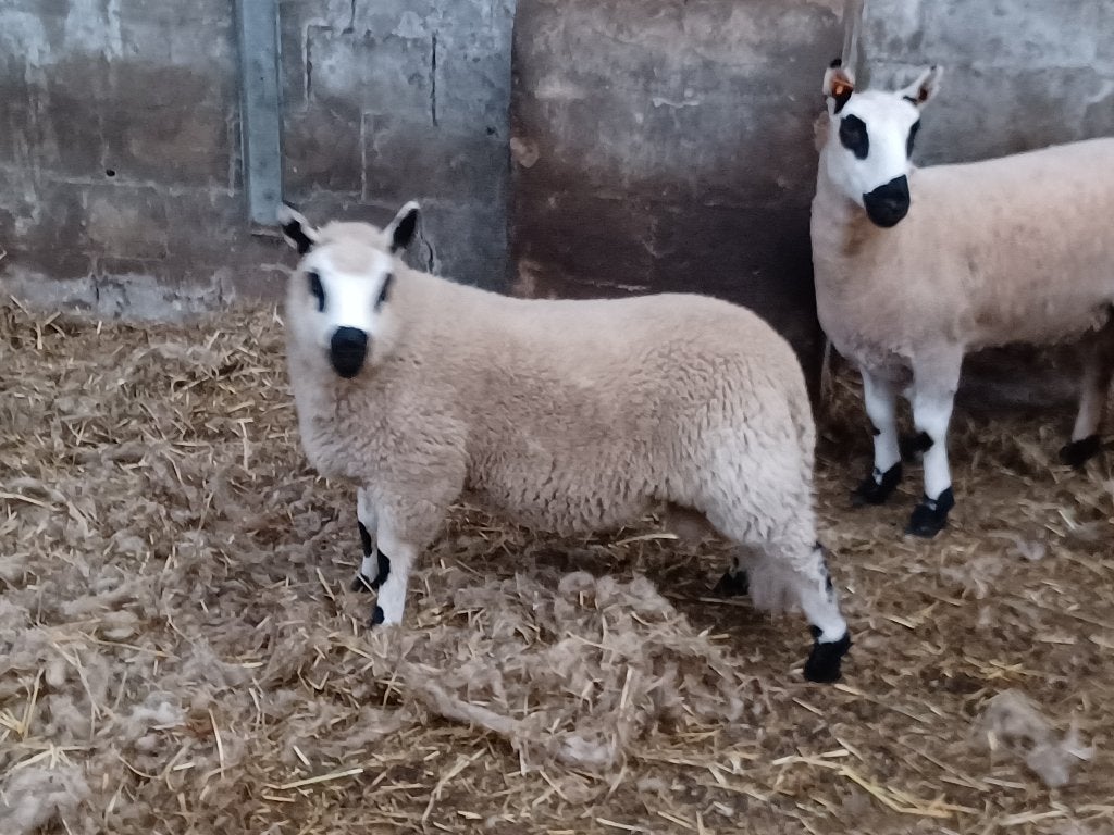 te koop : Kerry Hill ram lam, Animaux & Accessoires, Moutons, Chèvres & Cochons, Mâle, Mouton, 0 à 2 ans