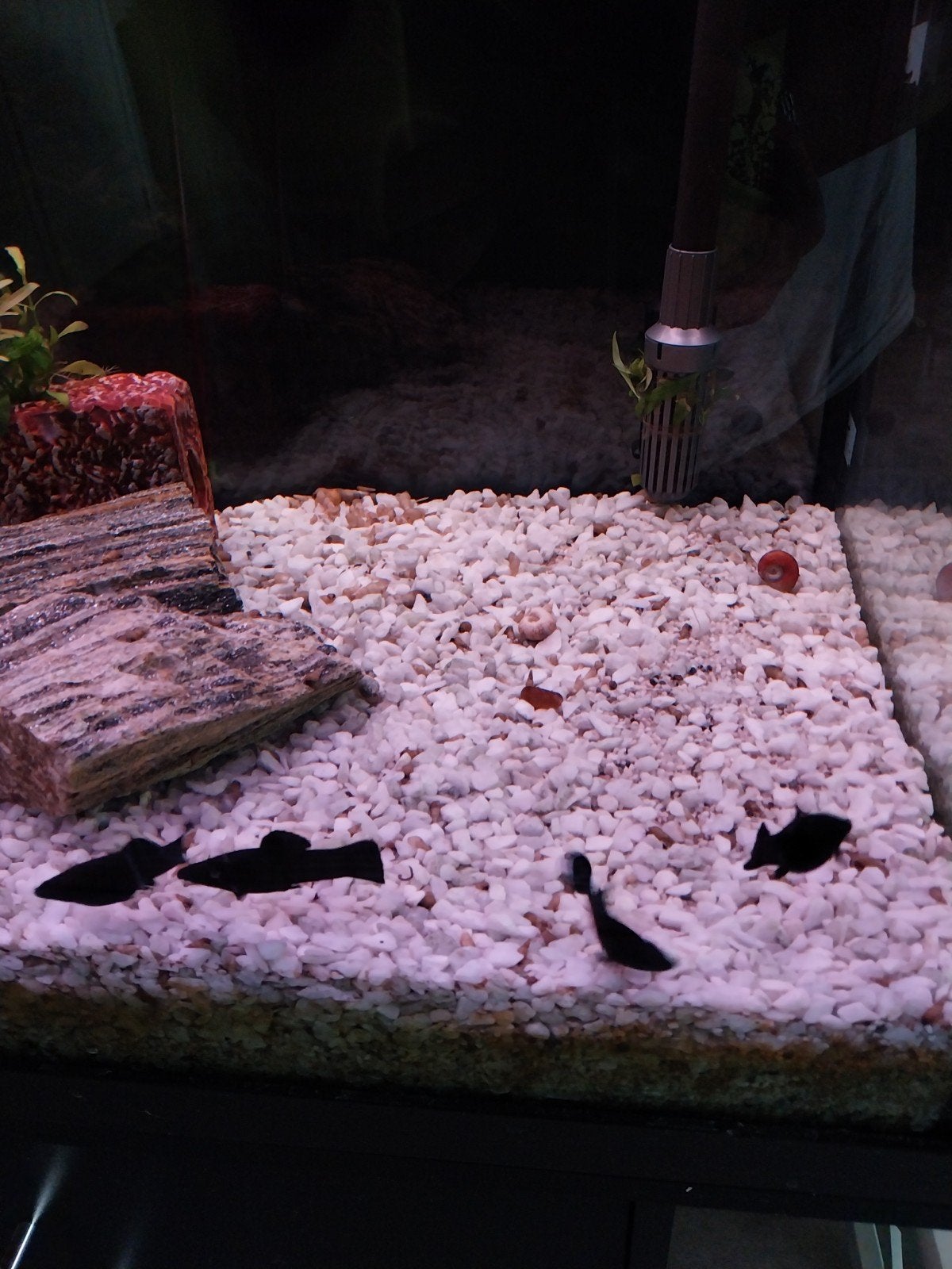 black mollys, Dieren en Toebehoren, Vis, Zoetwatervis, Schoolvis