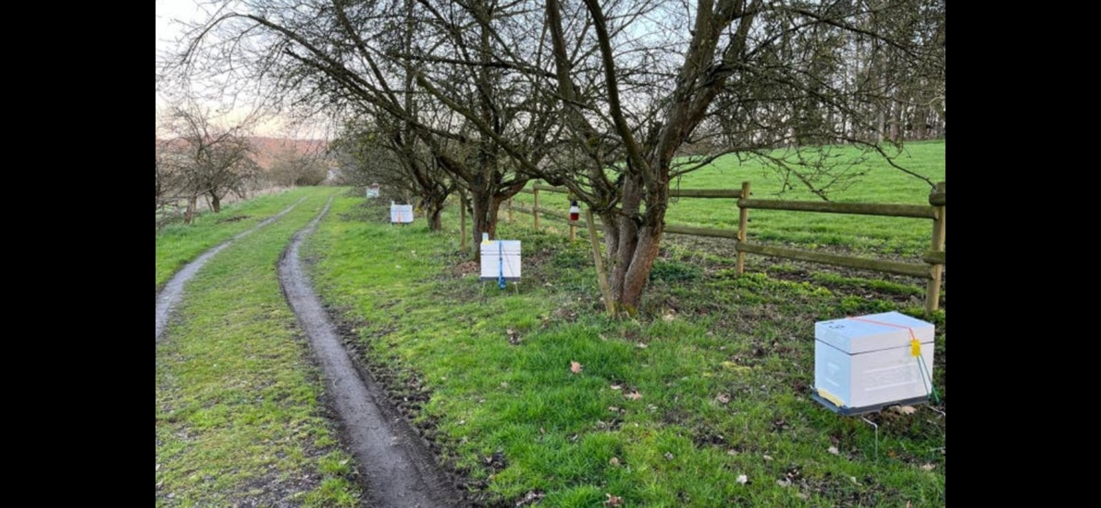 Ruche d’abeilles douce, Élevage