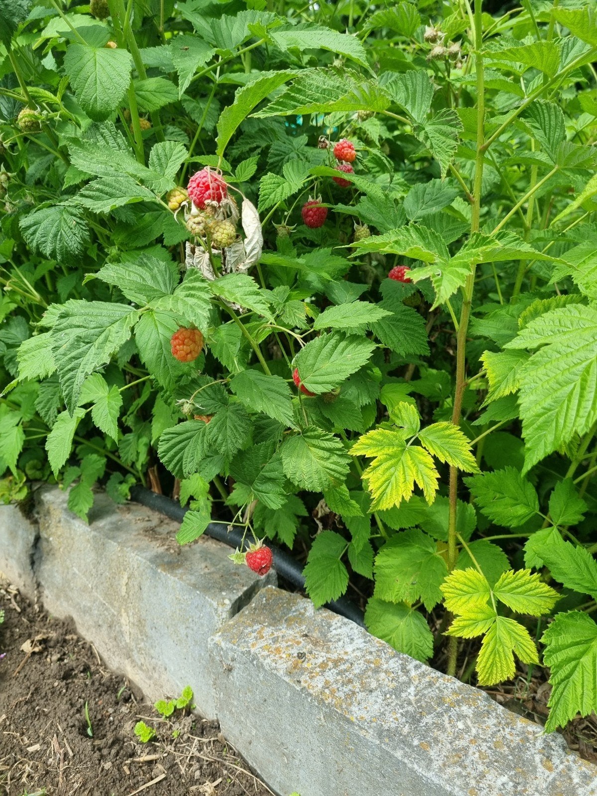 URGENT! FRAMBOISIER : JEUNES PLANTS A SAISIR, Jardin & Terrasse, Plantes | Jardin