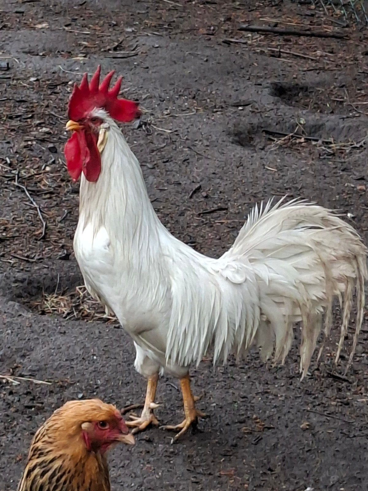 Witte leghornhaan, Dieren en Toebehoren