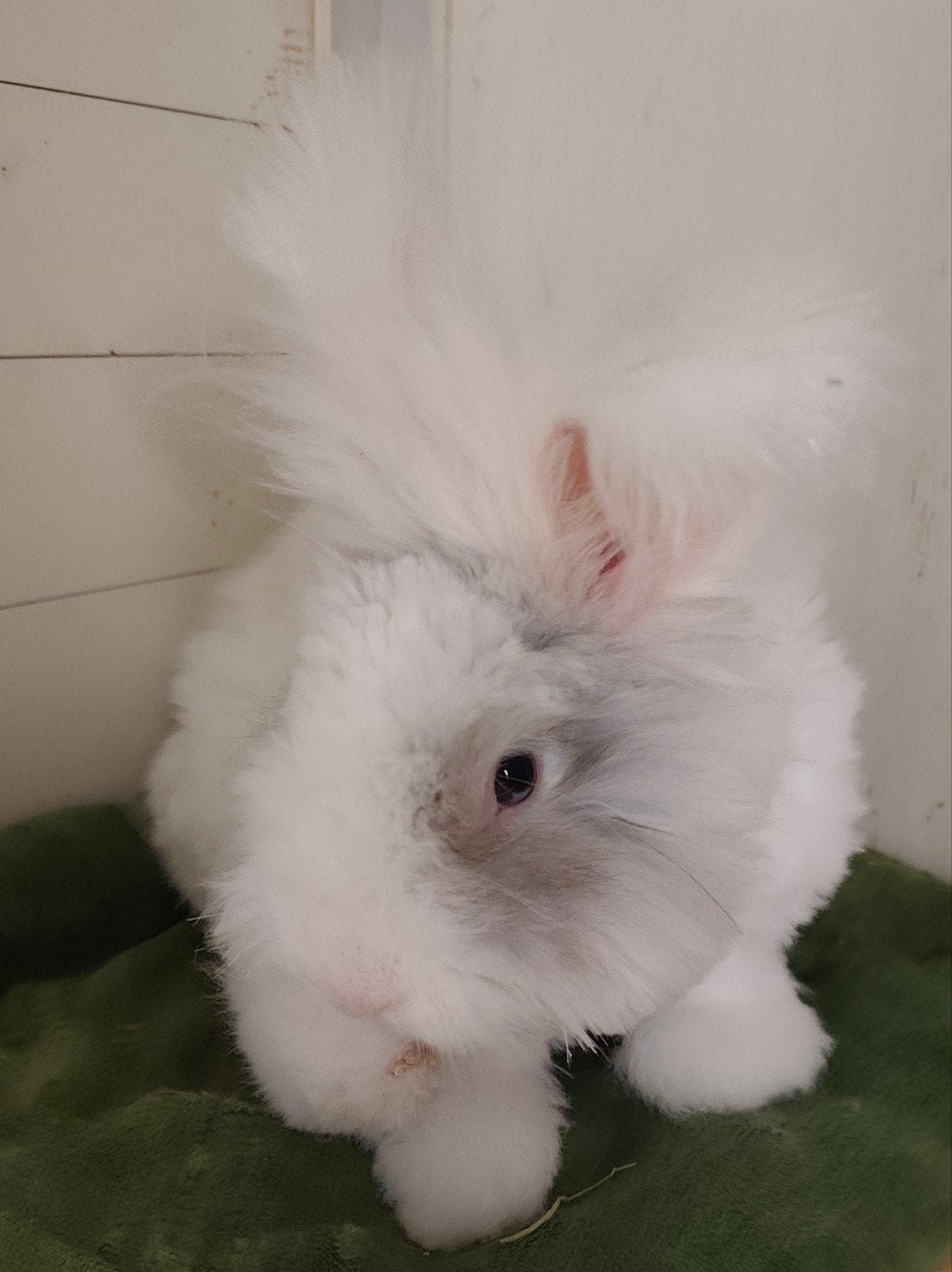 Ras zuiver Blauw Otter ram bl. ogen Engelse Angora., Dieren en Toebehoren