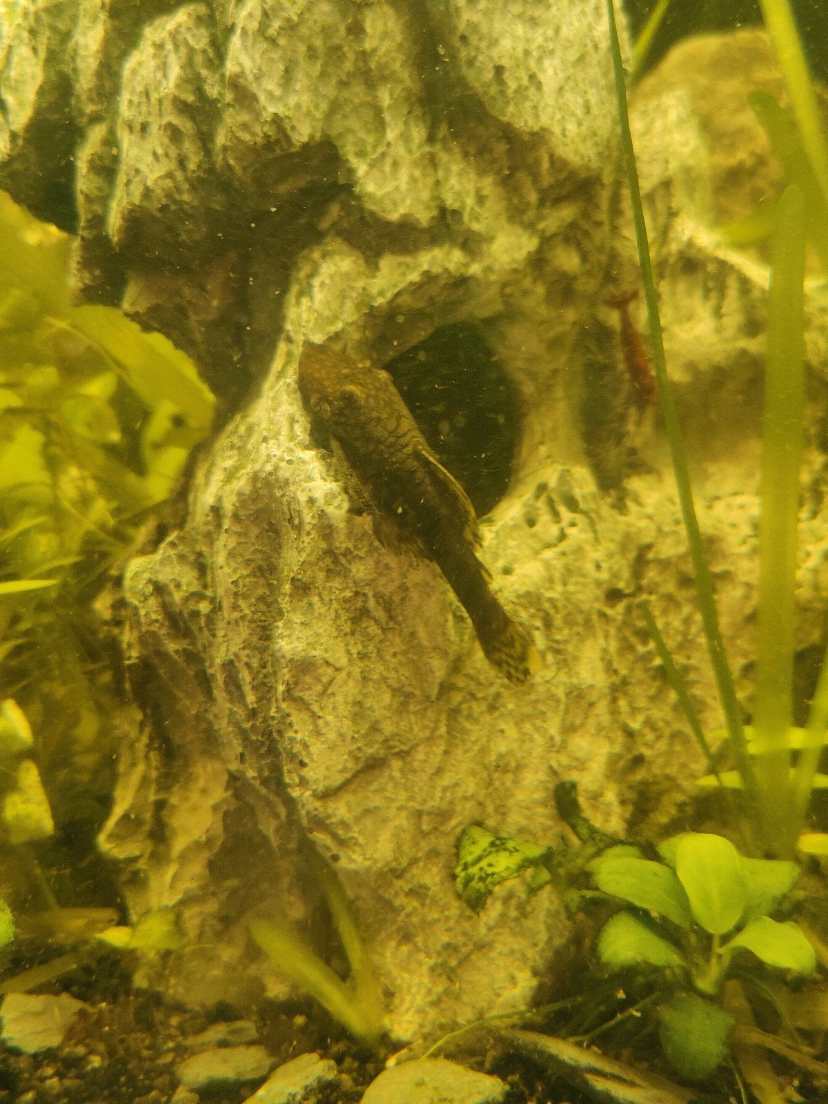 ancistrussen verschillende groottes, Poisson, Poisson d'eau douce